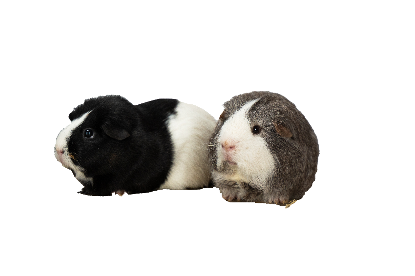g-pig
