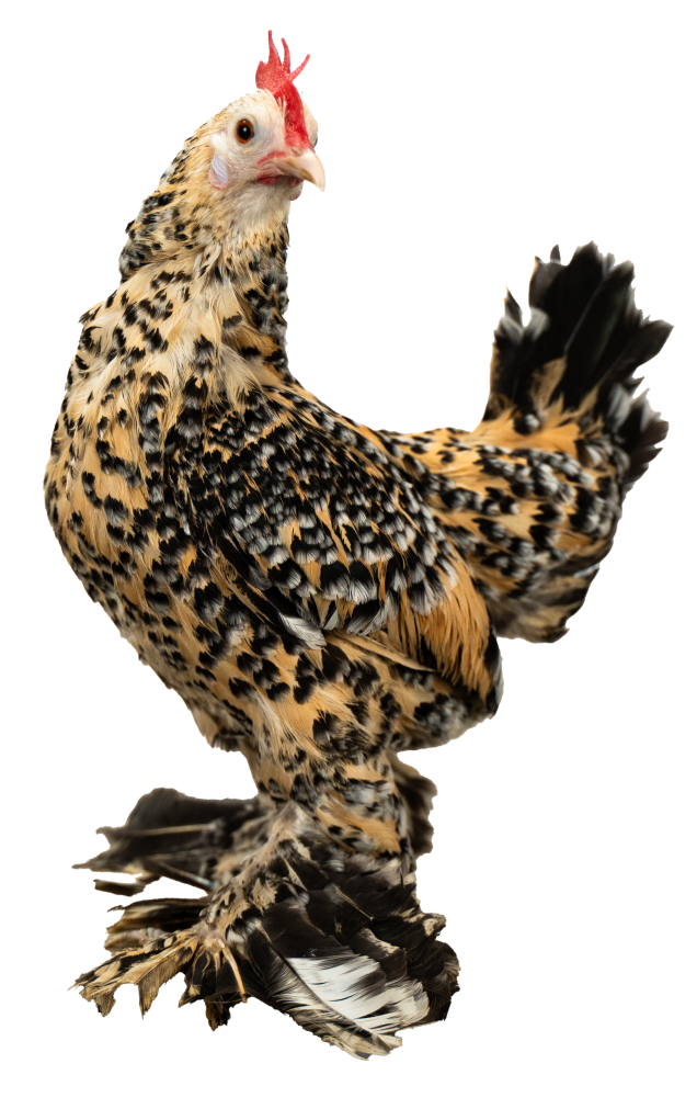 chicken