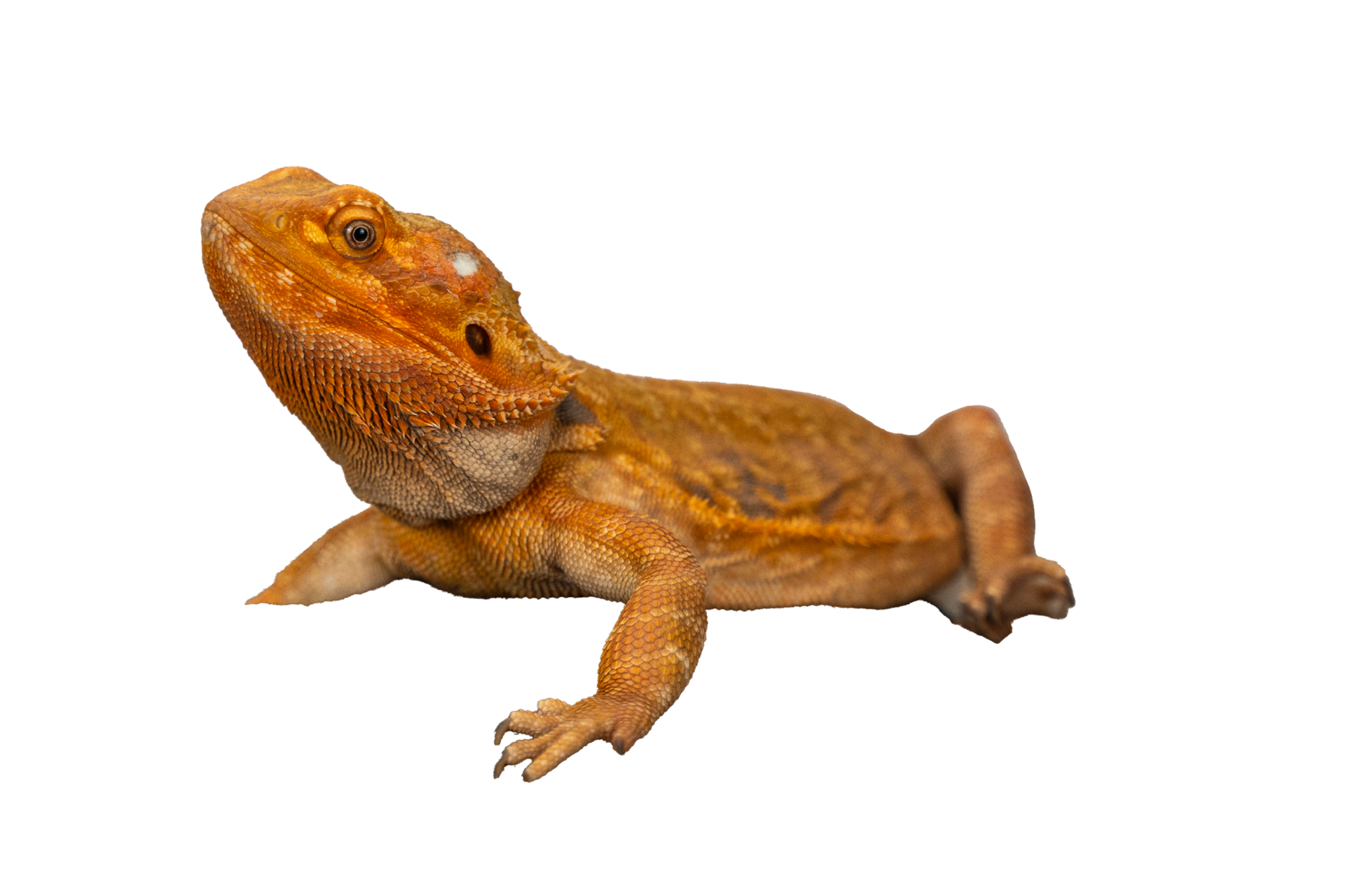 reptile